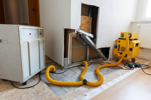 Reliable Romoland, CA Mold Removal Solutions