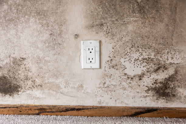 Best Asbestos and Lead Testing During Mold Inspection  in Romoland, CA